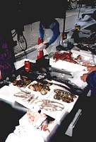 frischer Fisch