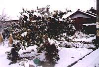 Winter in Japan